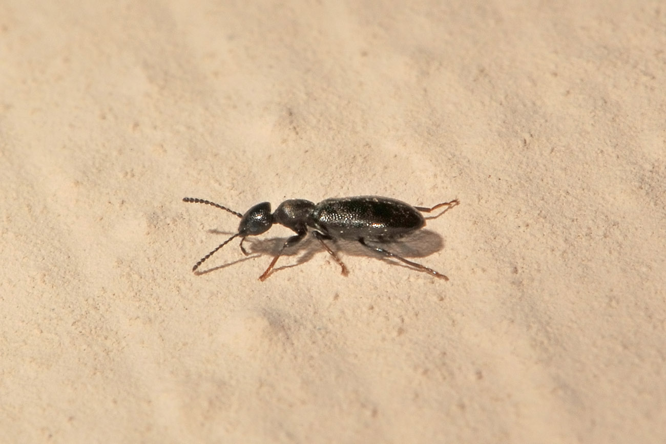 Anthicidae: Anthicus niger?  S